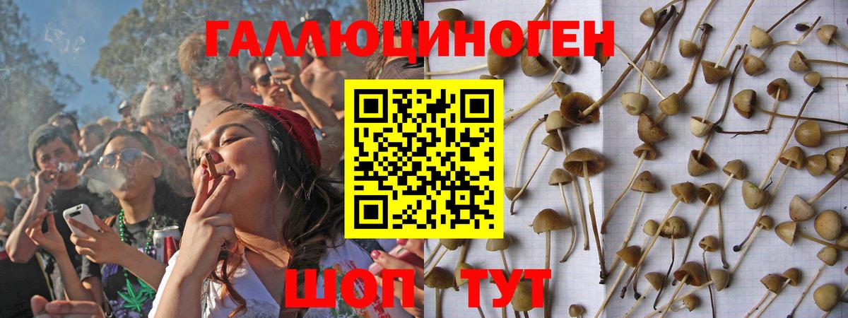 Псилоцибиновые грибы Psilocybine cubensis Калуга